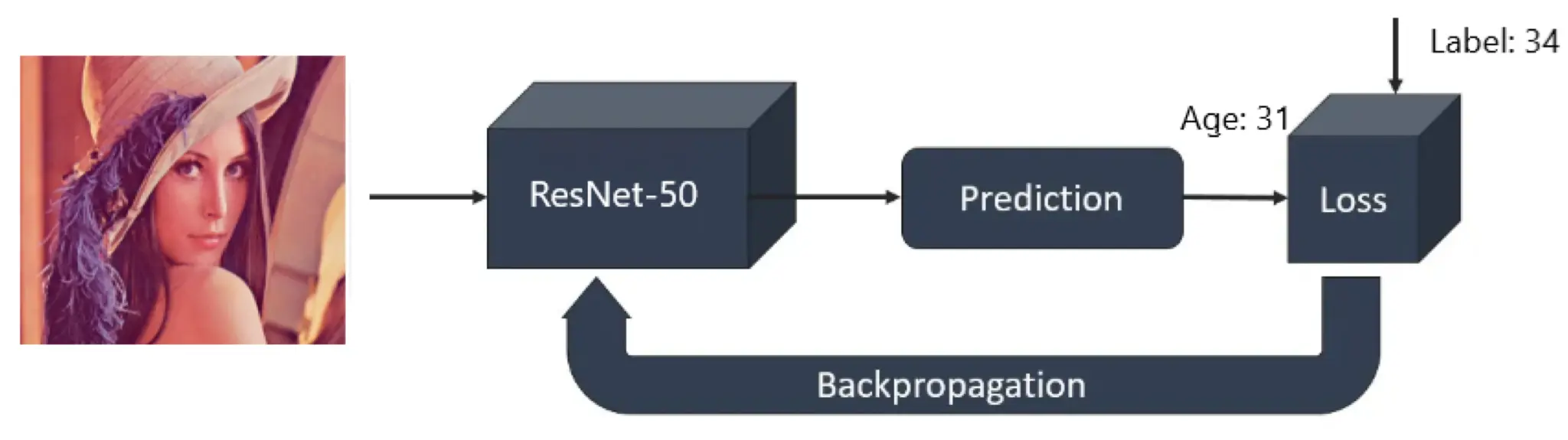 The ResNet-50 age estimation pipeline that automatically segmented the dataset into developmental stages